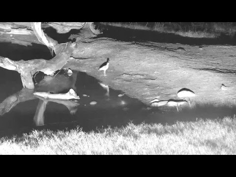 Djuma Private Game Reserve Live Stream