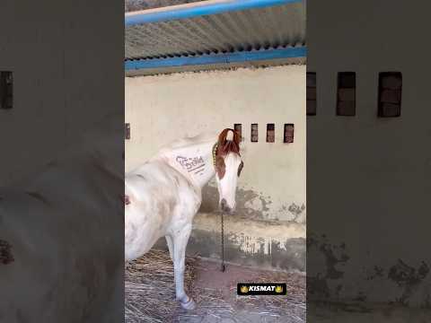 KISMAT🐎🤍 #horsephotograpy #horsewala #horsefan #horselover #kismat3341 #kismat #3341