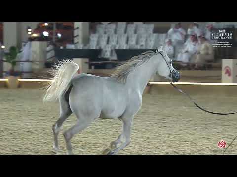N 51 TAMARA AL NAIF   12th Qatar International Arabian Peninsula Horse Show 2023   Fillies 2 Years O