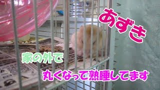 あずき(3F)丸くなって熟睡するジャンガリアンハムスター