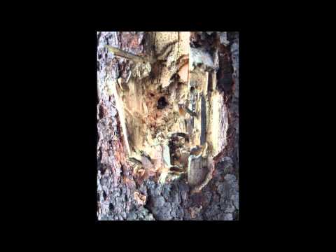 Homemade Cannon firing steel ball bearings