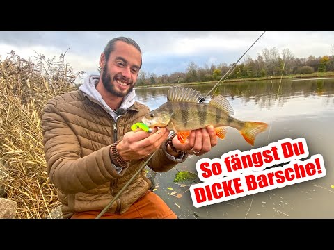 Perch fishing in autumn | These 4 tips will help you catch the big ones!