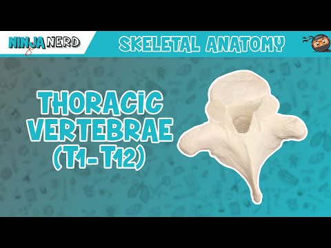 Thoracic Vertebrae (T1-T12) Anatomy