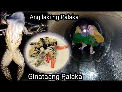 Pangingilaw ng Palaka 💪😱