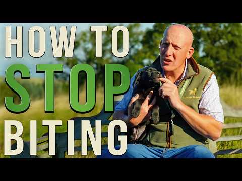 STOP Your Puppy From Biting - Prevention Is Better Than Cure!