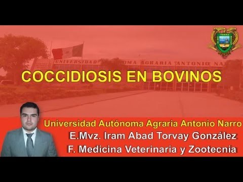 , title : 'Coccidiosis Bovinos'