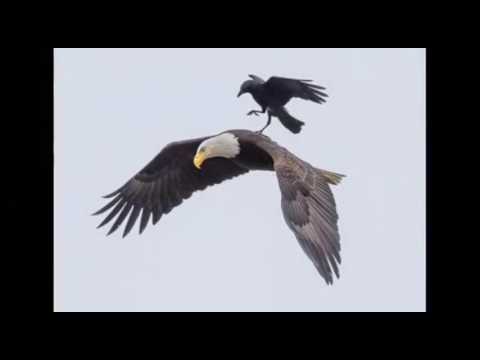 GRUPO AGUILA Isla Maleta}