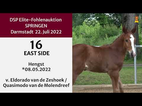 KN 16: Hengstfohlen v. Eldorado van de Zeshoek / Quasimodo van de Molendreef