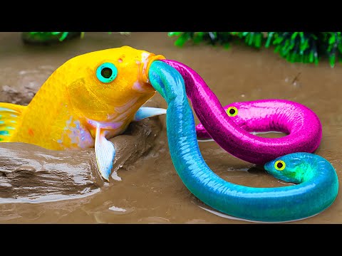 Mud Survival Eel hunting koi fish -  Son Goku vs Venom Battle in Dragon Ball Stop Motion Fish In Mud