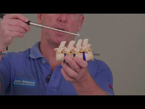 Functional Anatomy of the Lumbar Spine