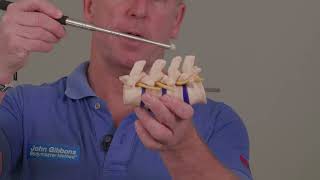 Functional Anatomy of the Lumbar Spine