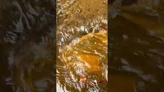 Download lagu Hujan Deras Semalam , Tangkap Ikan Merah Di Selokan mp3