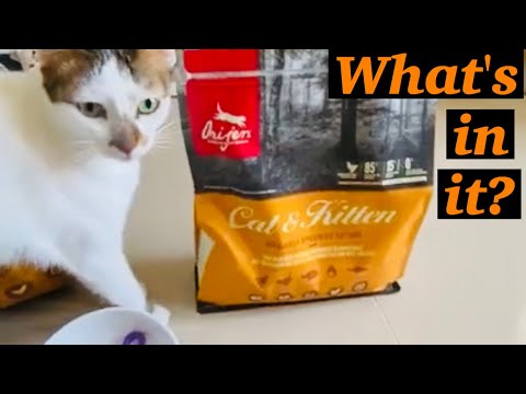 Cat food Orijen cat & kitten cat food Yuki's review