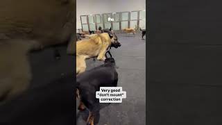 Rottweiler Teaches Kangal A Lesson!
