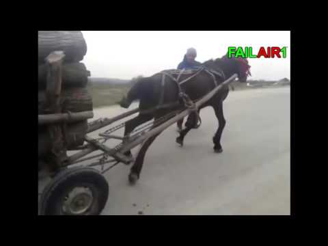 , title : 'Cei mai puternici CAI din ROMANIA !'