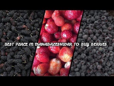 download lagu mp3 mp4 Types Of Berries In India, download lagu Types Of Berries In India gratis, unduh video klip Types Of Berries In India
