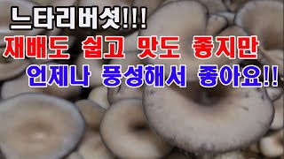 느타리버섯! 재배도 쉽고 맛도 좋지만 언제나 풍성해서 좋아요!(버섯 재배, 버섯 가꾸기, 느타리 재배, 느타…
