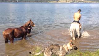 preview picture of video 'Swimming with the horses - Dospat dam'