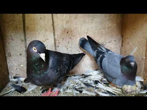 06 Supiri Paravi - සුපිරි පරවි - Halawatha (Chilaw) Ruvinda - timing pigeon - highflyin