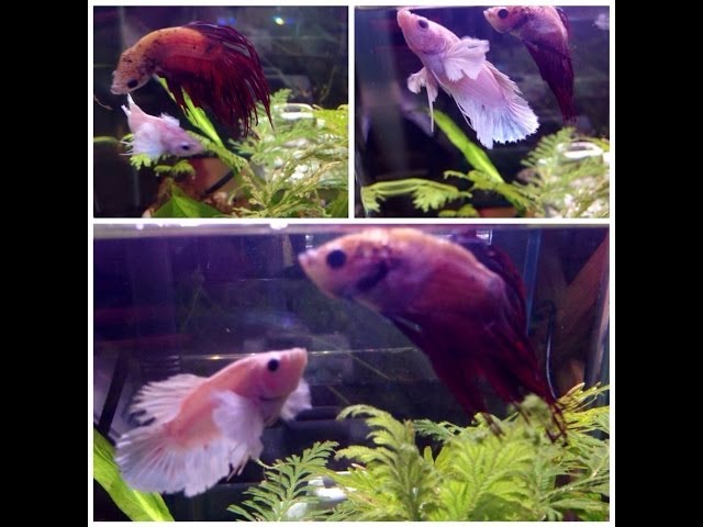 How to have 2 Male bettas in one tank "Corncob and Dumbledore"