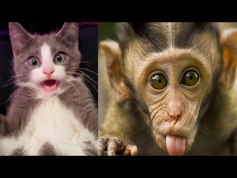 Funny Cats Videos 2022 / Cats and Dogs Funny Videos / Wow Animals TV