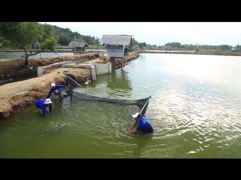 Effective Performance of Tateh Fry Booster Feeds in Milkfish Nursery Ponds | TatehTV Episode 06