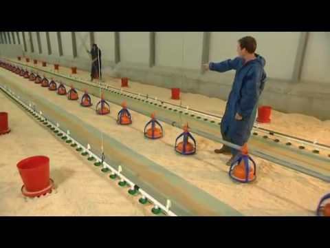 Vorbereitungen im Stall vor der Ankunft der neuen Küken