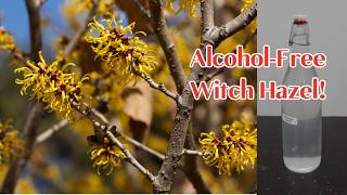 Witch Hazel Without Alcohol Make Your Own Hydrosol at Home (ADI Method) | Hydrosol vs Extract