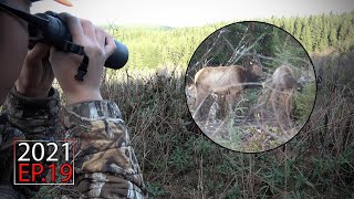 ELK on the ROAD - Late Season Roosevelt Elk Hunt (Part 2) | 2021 Hunting Season EP.19