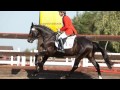 D.-bay hanoverian gelding Wolwer, by World ...