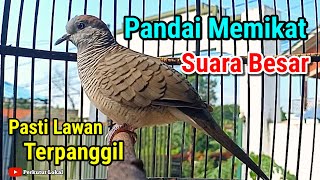 Download lagu Perkutut Lokal Gacor Suara Besar Raja Pikat Pancingan Perkutut Malas Bunyi #perkututlokal mp3 Download lagu Perkutut Lokal Gacor Suara Besar Raja Pikat Pancingan Perkutut Malas Bunyi #perkututlokal mp3
