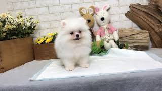 Video preview image #1 Pomeranian Puppy For Sale in MANHATTAN, NY, USA