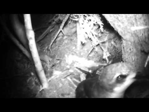 Cooks petrel building a nest