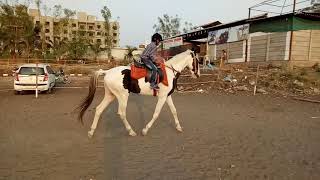 preview picture of video 'Rajaswa Horse Riding Club Ahmednagar'