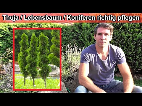 Thuja / Lebensbaum / Koniferen richtig pflegen – Anleitung / Gießen – Düngen – Standort – Schneiden