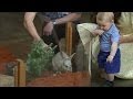 PRINCE GEORGE finally meets a bilby VIDEO - YouTube