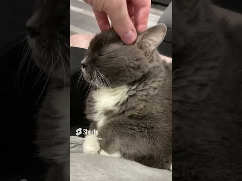 This trend but with our sweet Eloise #cat #catlover #catvideos #catshorts #trending