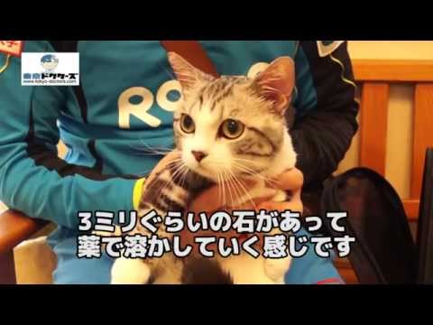 飼い主男性の声