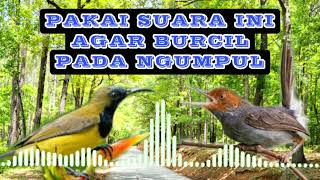 Download lagu suara pikat ampuh ciblek vs kolibri mp3