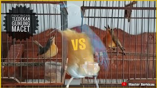 Download lagu Pacingan Tledekan Gunung!! Yakin gak bunyi tledekannya dengerin ini?? Klu bunyi komentar ya kawan 🙏🙏 mp3 Download lagu Pacingan Tledekan Gunung!! Yakin gak bunyi tledekannya dengerin ini?? Klu bunyi komentar ya kawan 🙏🙏 mp3