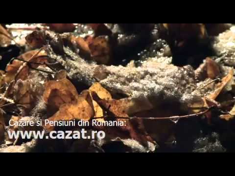 Cazare Cozla, Caras Severin - Cazat.ro