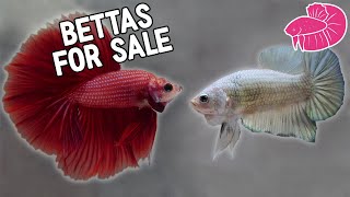 Selling Bettas Online for the First Time