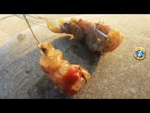 Embody shrimp on the hook