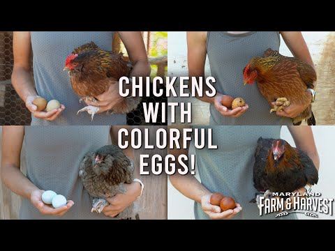 , title : 'Farmers Breed Chickens with Colorful Eggs! | Maryland Farm & Harvest'