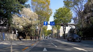 調布の春 甲州街道他 ドライブ 2018年3月 BGM