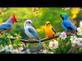 Relaxing Stress Free Mind And Body Piano Birdsong