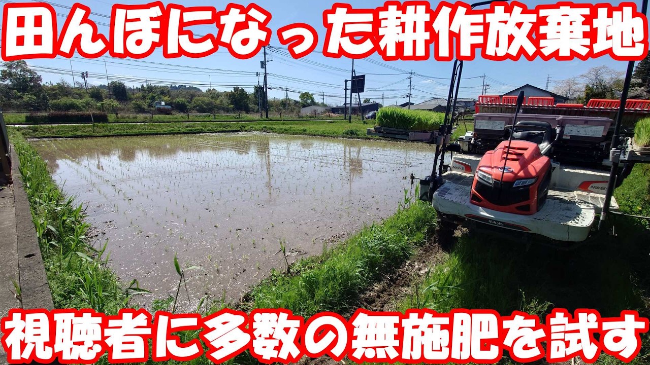 耕作放棄地は無施肥が良い？実際にやってみた。#田植え 
