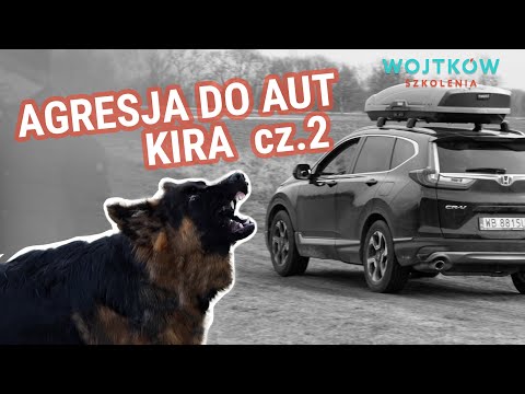 Mój pies się rzuca - Agresja psa do aut. Kiedy używać harmonizacji a kiedy podjąć decyzję za psa?