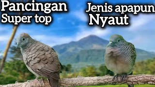 Download lagu SUPER TOP‼️ PANCINGAN PALING AMPUH MALAS BUNYI LANGSUNG JEBOL.  mp3