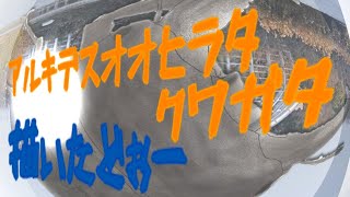 【ツクル】アルキデスオオヒラタクワガタ描いてみた